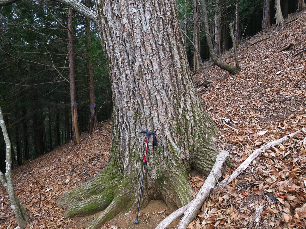 マジックマウンテンという名前の新しい杖 トレッキングポール を購入してちょっとうれしい 奥多摩トラバース