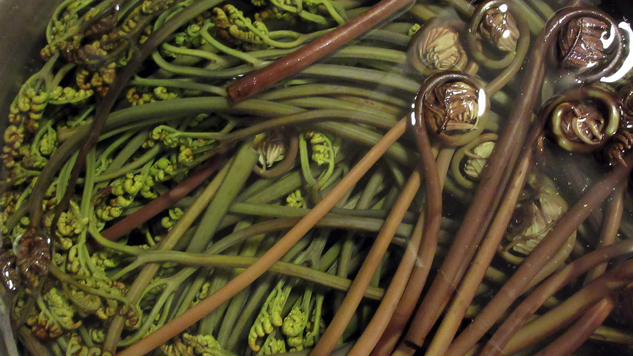 ワラビ、ゼンマイ、コゴミを採って食す！