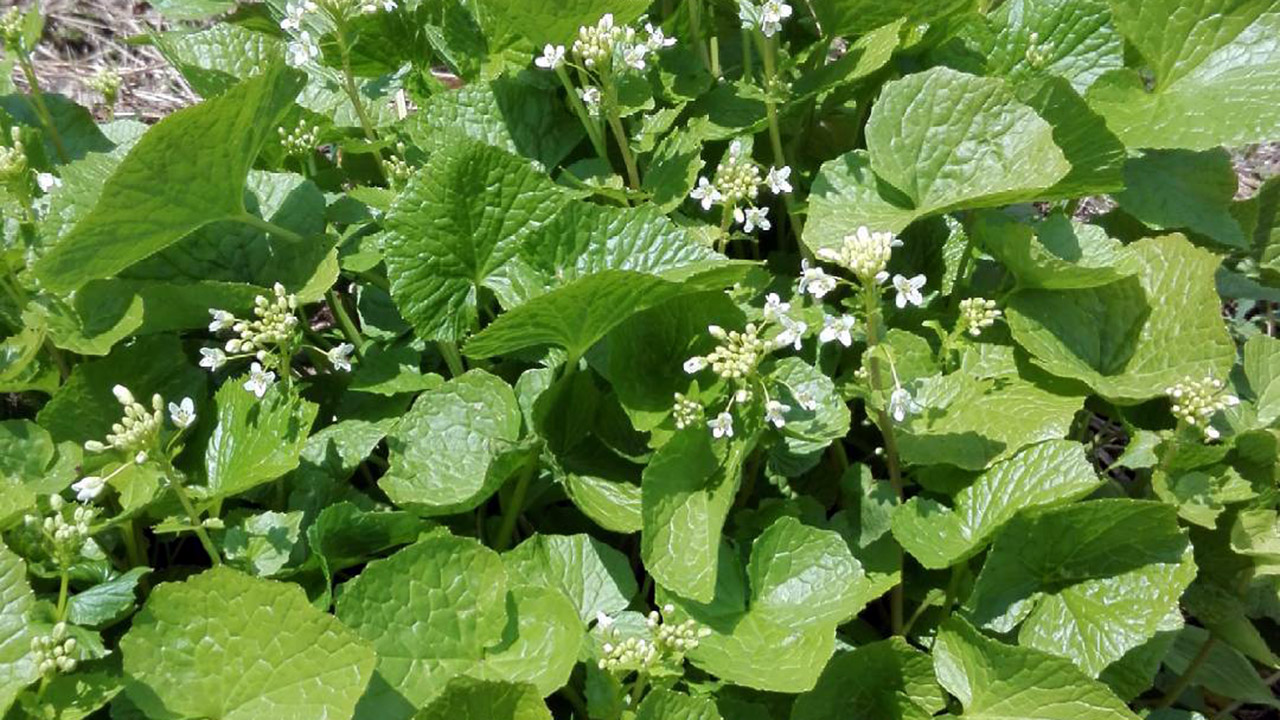北海道産山ウド、タラの芽、山蕗、わらび 2025年、山菜に喝采。【葉わさび】【ワラビ】【タラの芽】【ウド