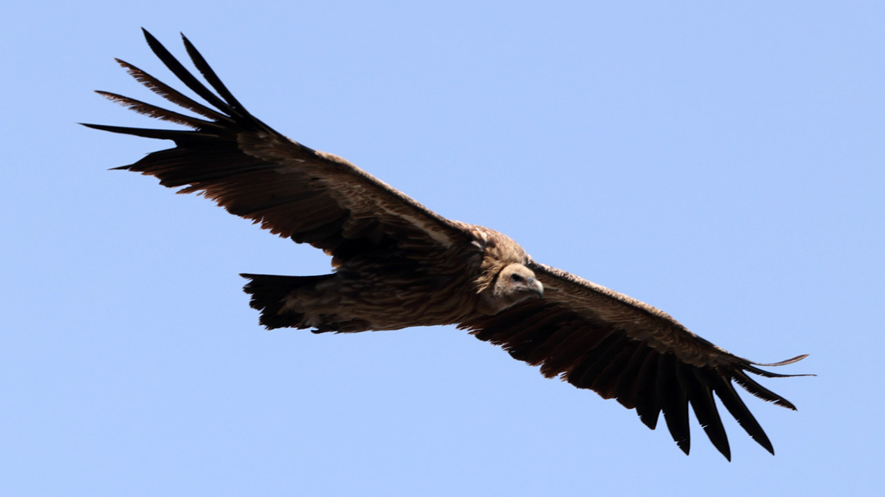 ヒマラヤハゲワシ