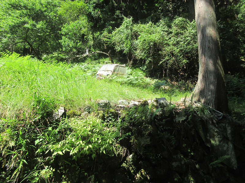 ワラビ畑でつかまえて型