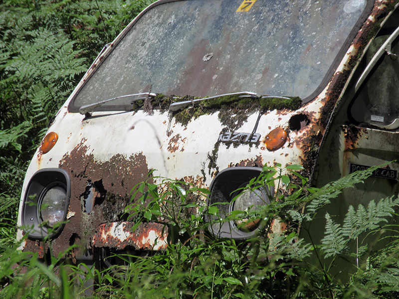 ワラビ畑でつかまえて型