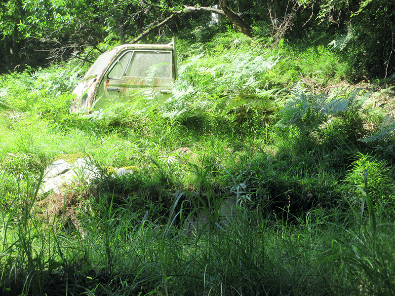 ワラビ畑でつかまえて型