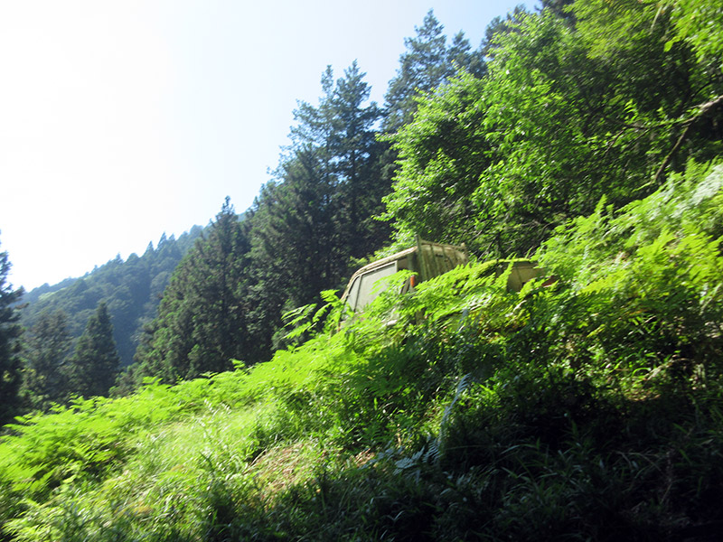 ワラビ畑でつかまえて型