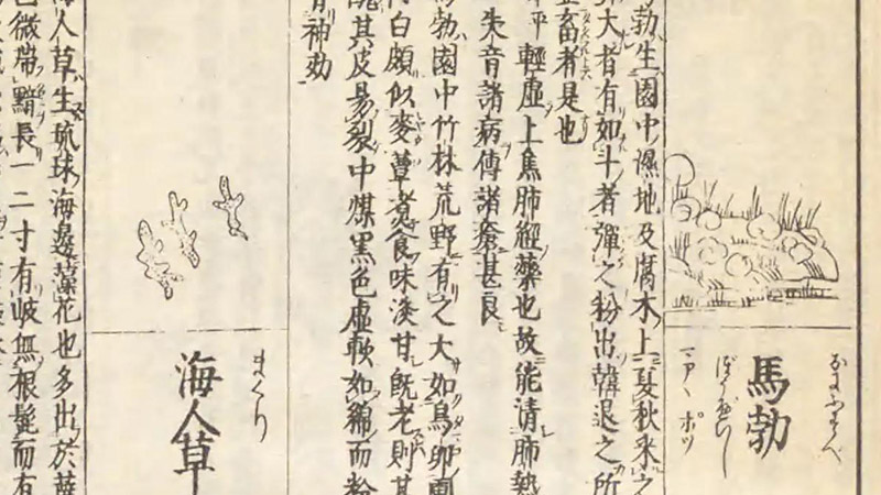 『倭漢三才図会』の馬勃