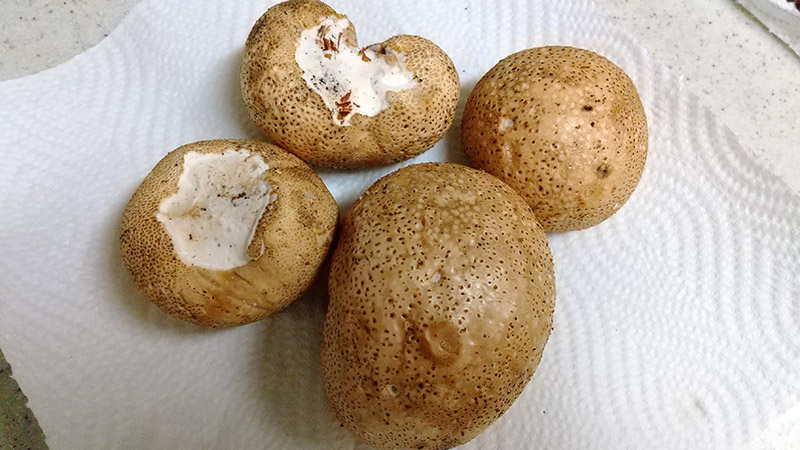 採って2日後のオニフスベ。