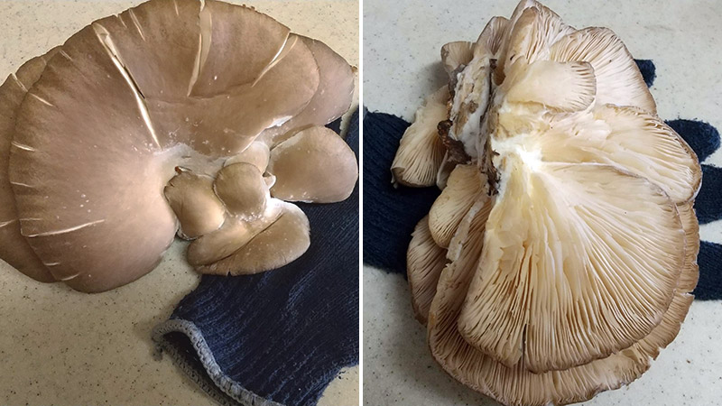 持ち帰ったヒラタケ（当確）。いちばん大きいもので長径18cmほどあります。傘はビロードのような手触りです（多分。ビロードを触った記憶がありません）。英語では oyster mushroom というらしい。確かにカキに似てなくもないです。