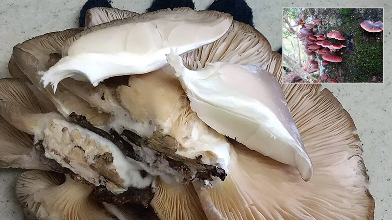 傘を裂いてみました。白いままです。ヒラタケによく似た毒キノコにツキヨタケがあります。ツキヨタケは傘を裂くと柄の付け根に黒に近い濃い紫の染みがあります（薄かったり、なかったりすることもあるらしい）。右上はツキヨタケ。2020年10月の撮影（「タワ尾根、材木小屋尾根枝尾根、四間小屋尾根」https://www.okutama-one.com/zaimokushione/zaimokushione_01.html）。大量に持ち帰ったんですが、すんでのところで中毒回避。