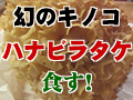 「幻のキノコ」ハナビラタケを採って食べてみた