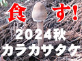 2024 秋　カラカサタケを食す！