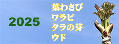 2025 葉わさび　ワラビ　タラの芽　ウド
